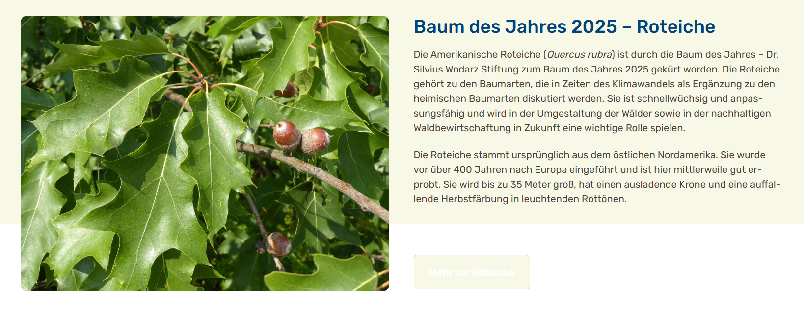 Roteiche Baum des Jahres 2025